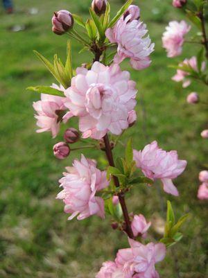 Pink Flowering Almond