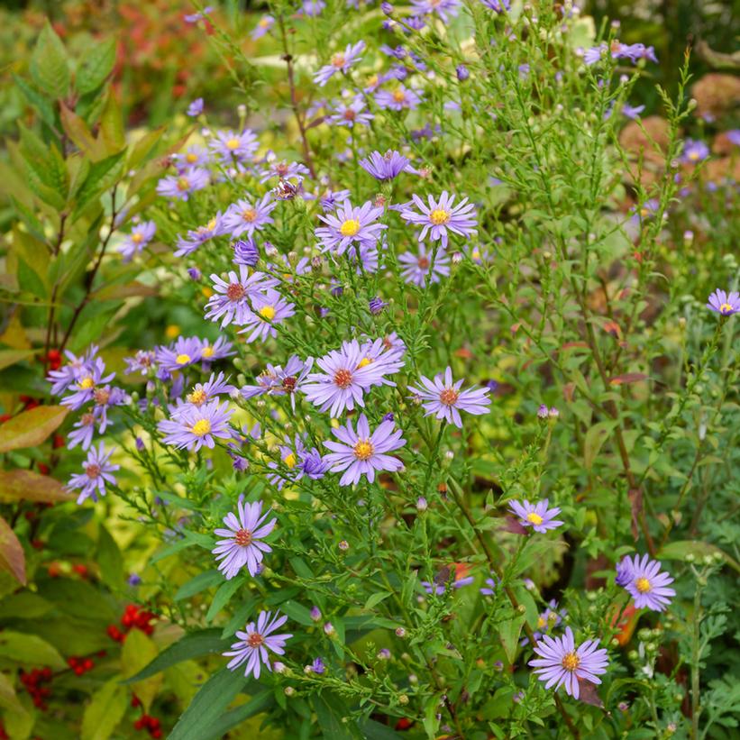 Bluebird Smooth Aster