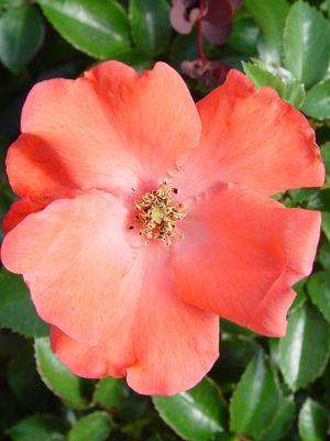 Coral Flower Carpet Rose