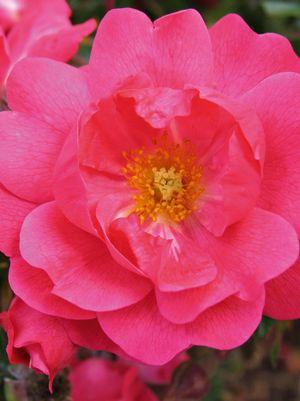 Pink Supreme Flower Carpet Rose