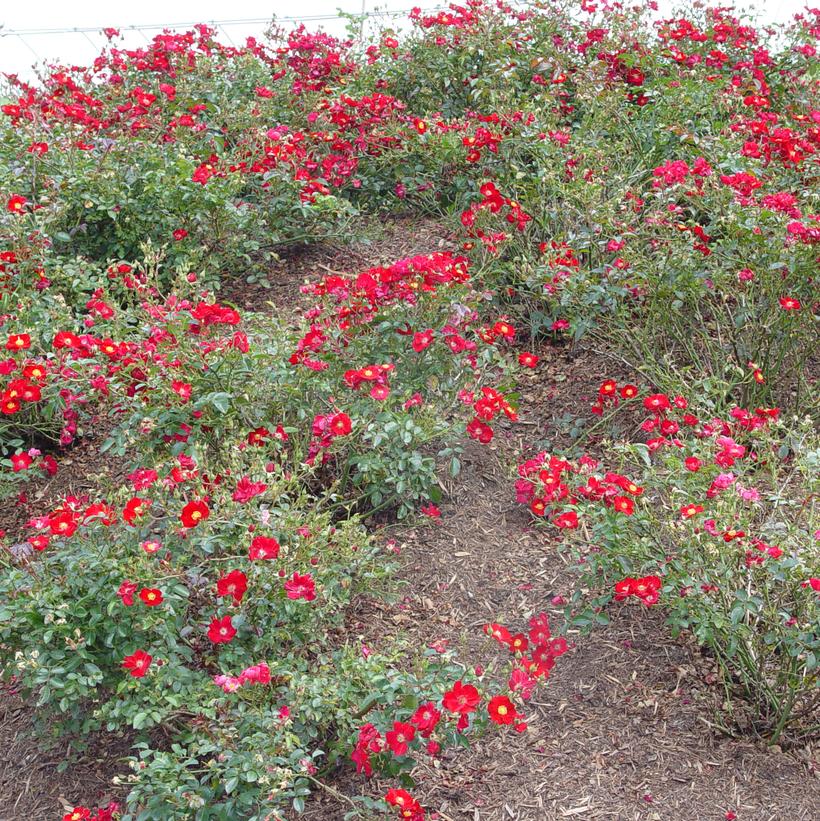 Red Flower Carpet Rose