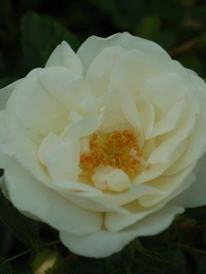 White Flower Carpet Rose