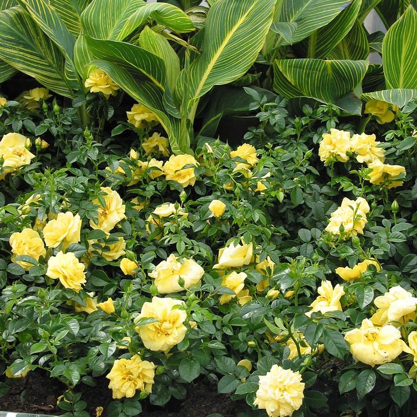 Yellow Flower Carpet Rose