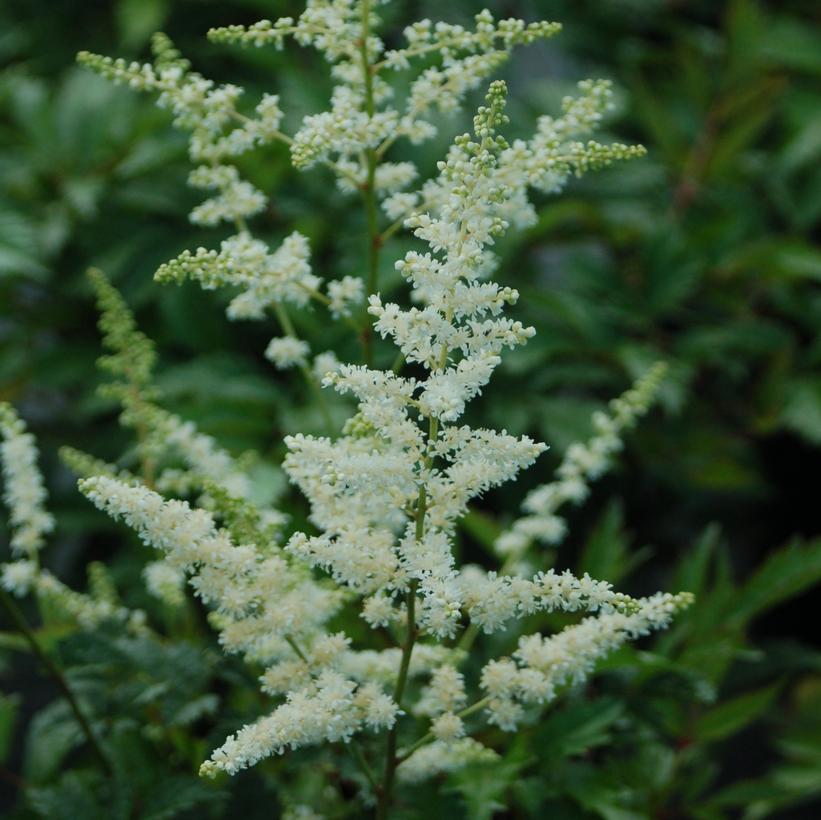 Bridal Veil Astilbe