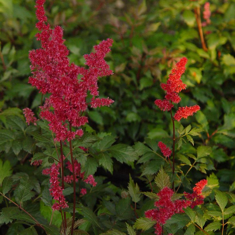 Fanal Astilbe