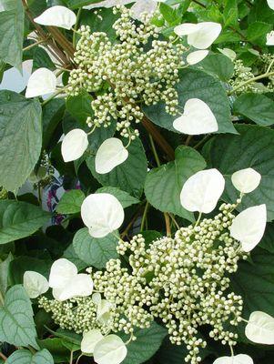 Moonlight False Climbing Hydrangea