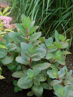 Rock ‘N Grow® Maestro Stonecrop Autumn Stonecrop