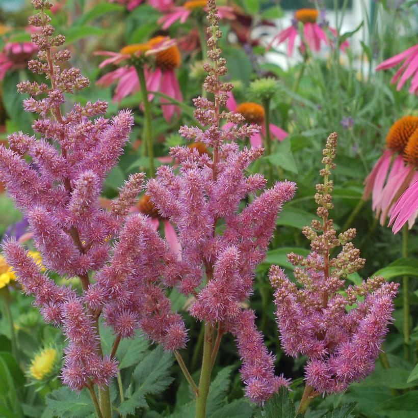 Visions Chinese Astilbe