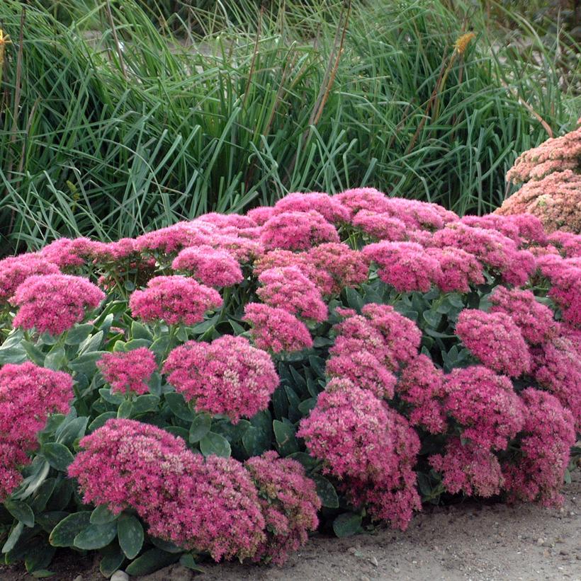 Neon Stonecrop