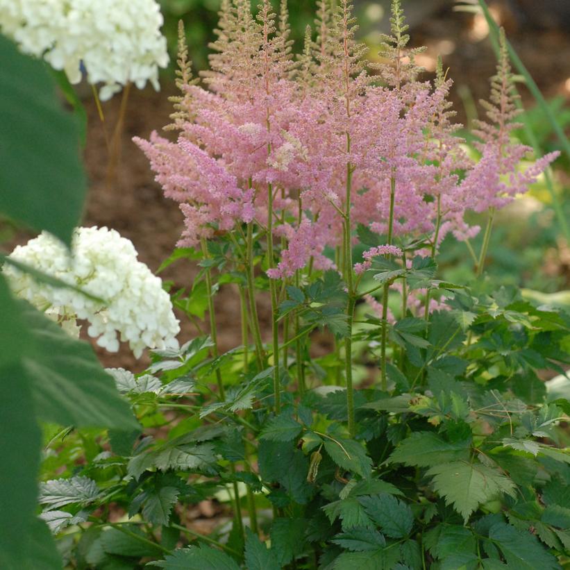 Visions in Pink Astilbe