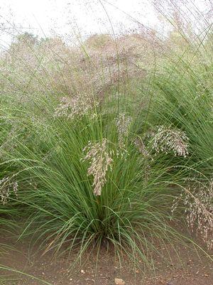 Prairie Dropseed