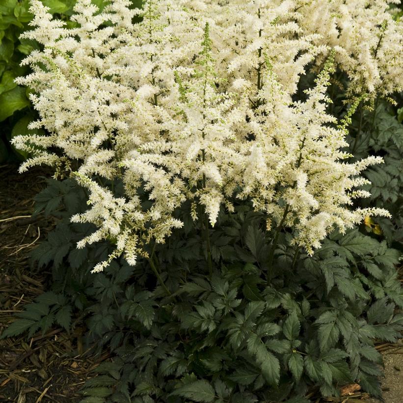 Visons in White Chinese Astilbe