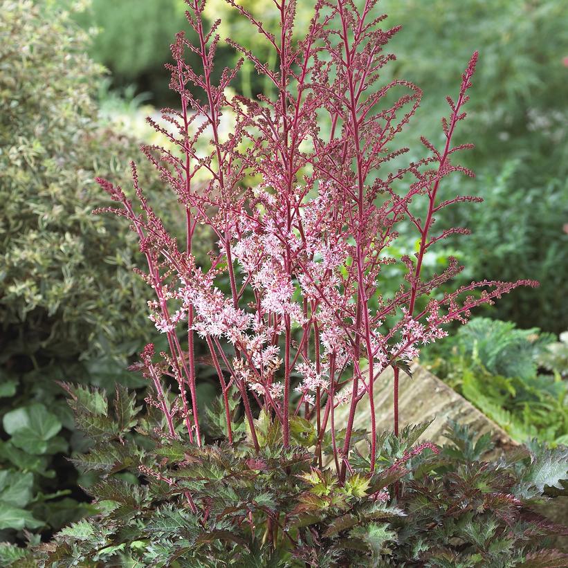 Delft Lace Astilbe