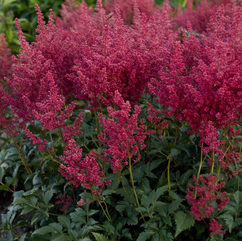 Montgomery Astilbe