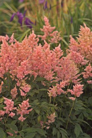 Peach Blossom Astilbe