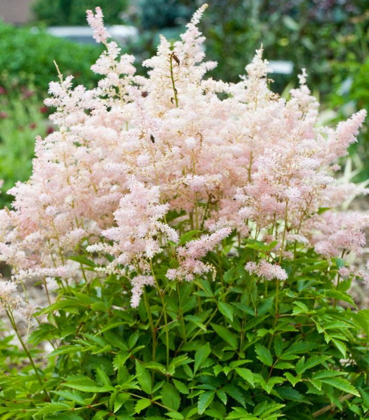 Younique Silvery Pink Astilbe