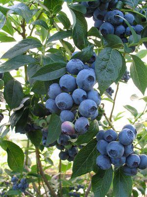 Spartan Highbush Blueberry