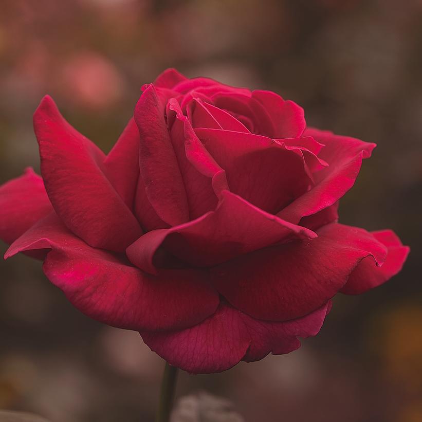 Mister Lincoln Hybrid Tea Rose