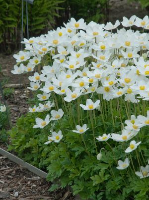 Snowdrop Windflower