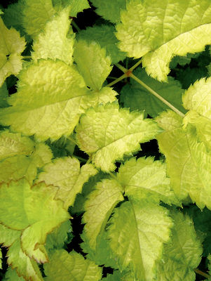 Color Flash Lime Astilbe