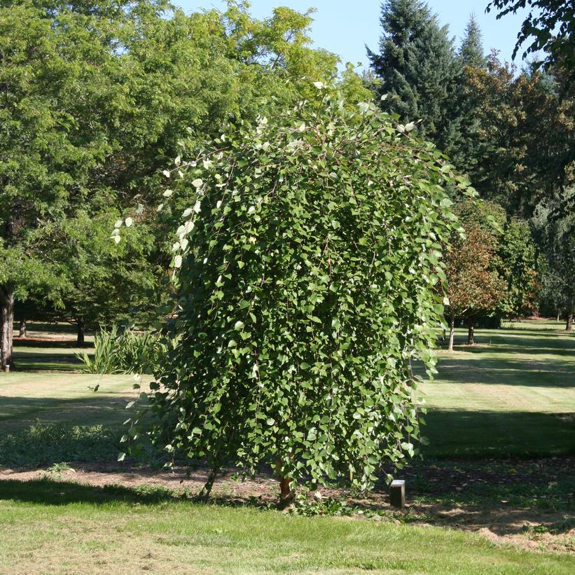 SUMMER CASCADE RIVER BIRCH