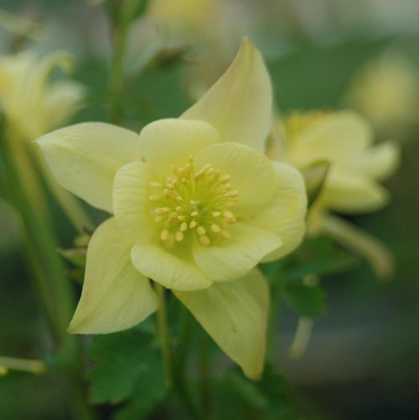 Spring Magic® Yellow Columbine