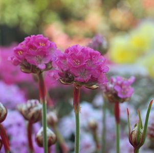 Splendens Sea Thrift