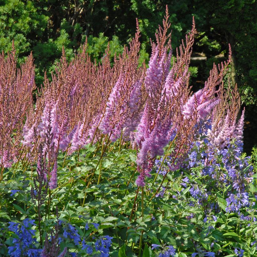 Purple Candles Astilbe