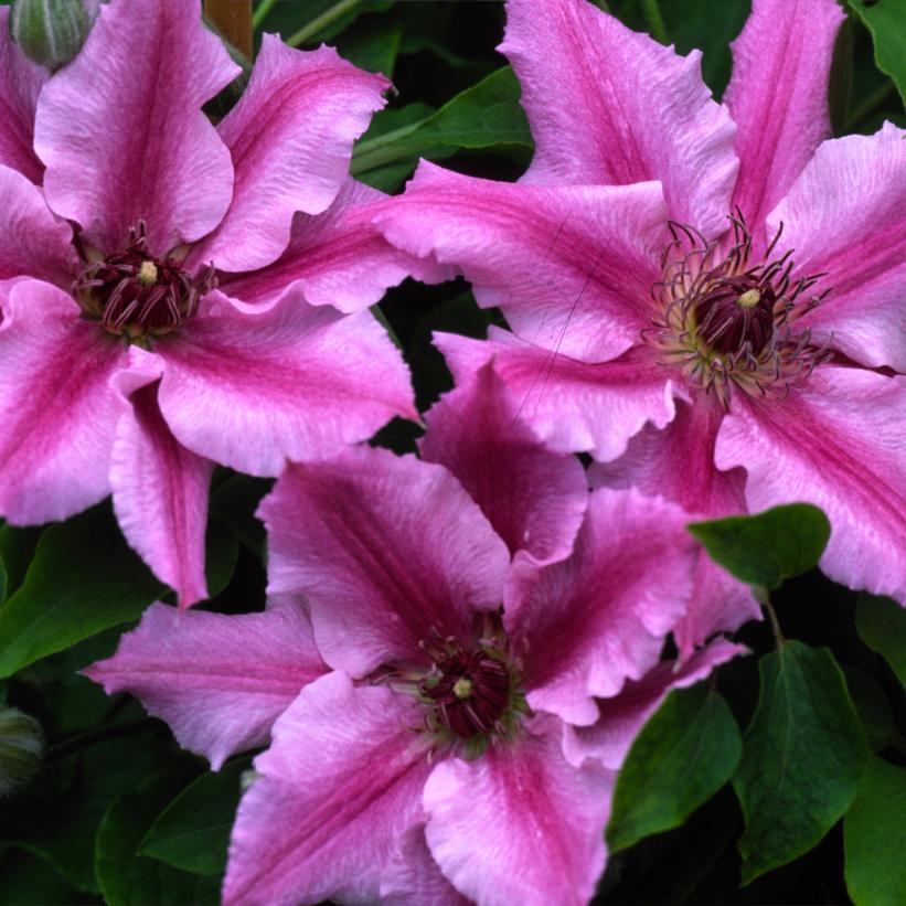 Cherokee™ Clematis