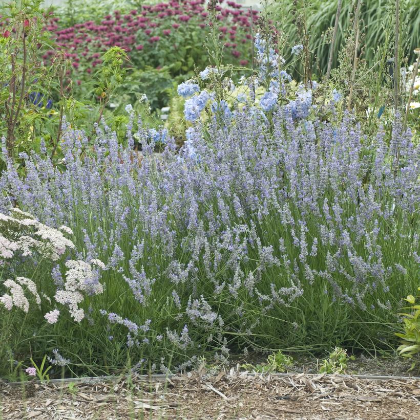 Provence Lavender