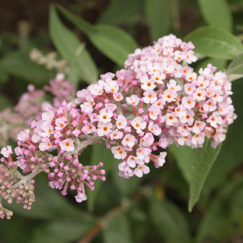 Inspired Pink® Butterfly Bush