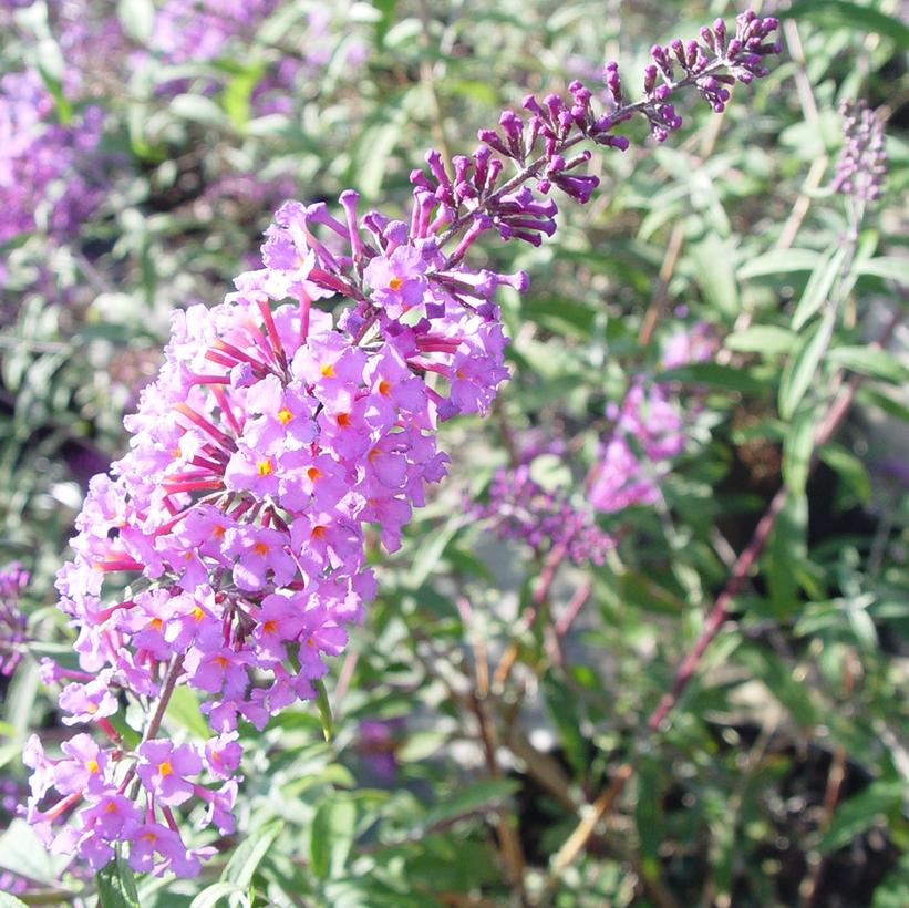 Nanho Blue Butterfly Bush