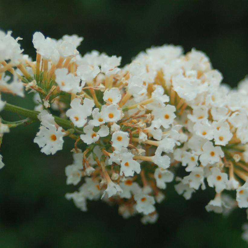 Nanho White Butterfly Bush