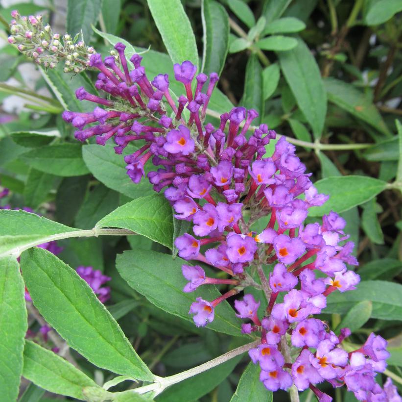 Nanho Purple Butterfly Bush