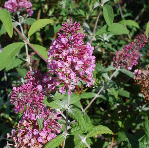 Pink Delight Butterfly Bush