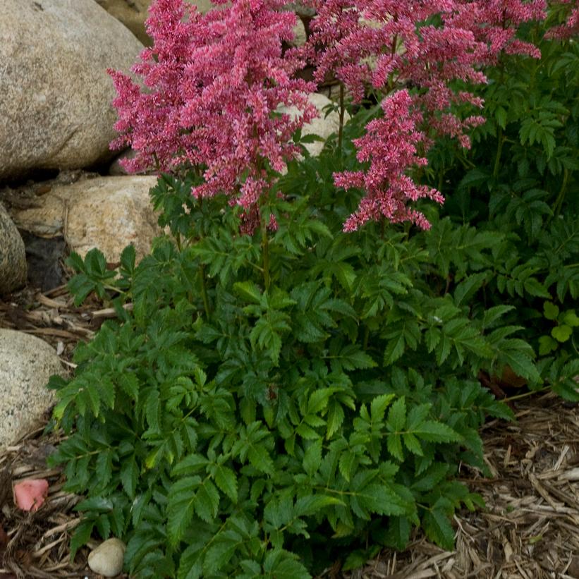 Younique Carmine™ Astilbe