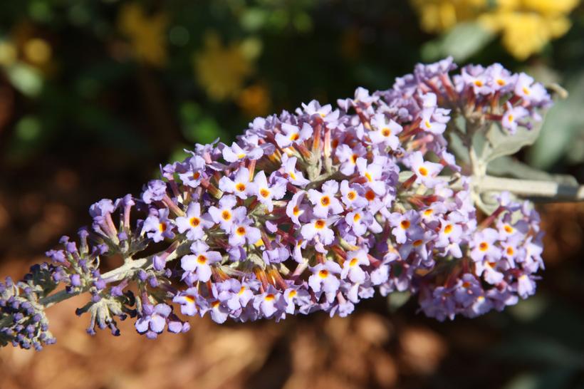 Flutterby Blueberry Cobbler Butterfly Bush