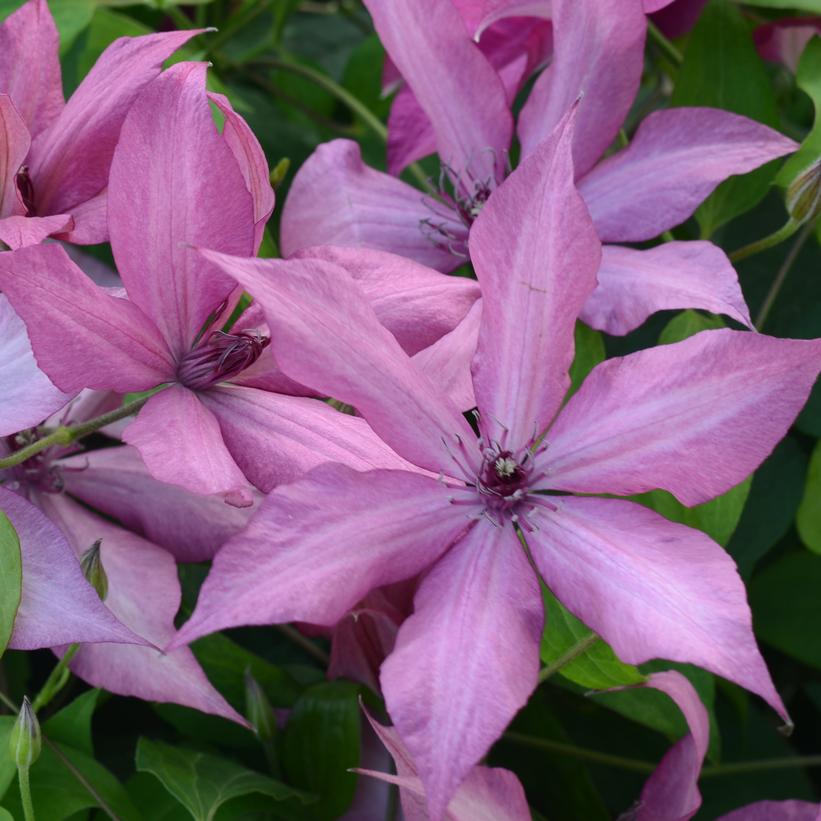 Gisella™ Clematis