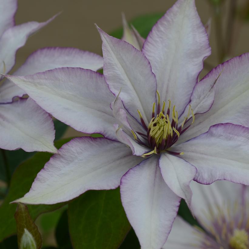 Samaritan Jo™ Clematis