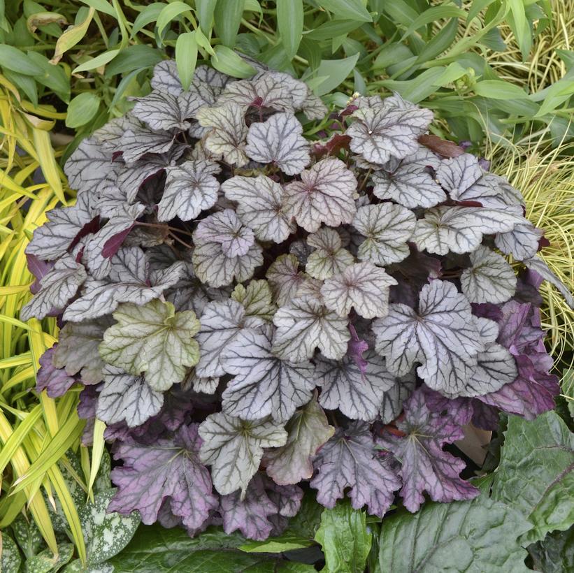 Blackberry Ice Coral Bells