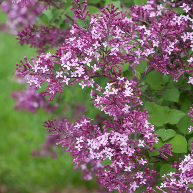 Bloomerang® Dark Purple Lilac