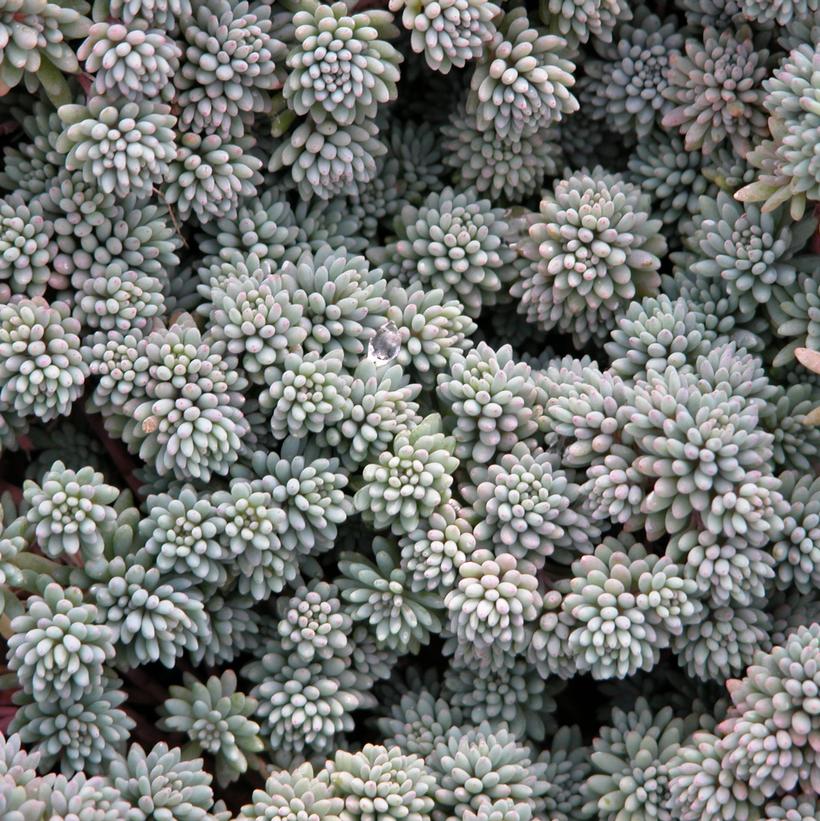 Spanish Stonecrop