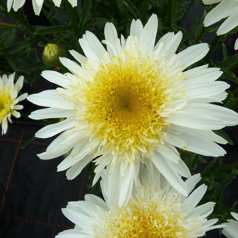 Real Glory Shasta Daisy - Van Wilgen’s Garden Center