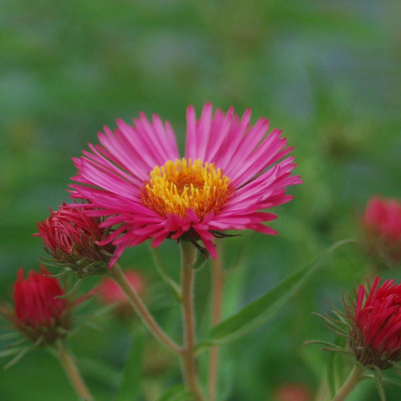 new england aster host plant