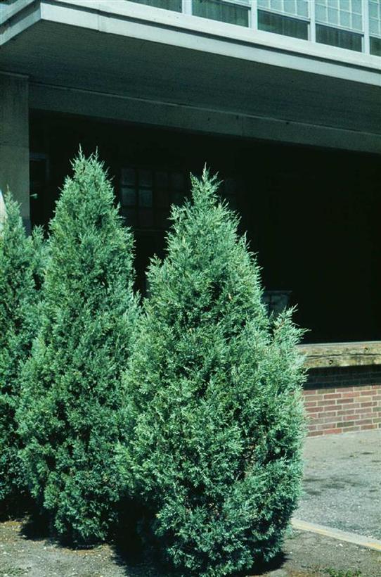 Silver Eastern Redcedar