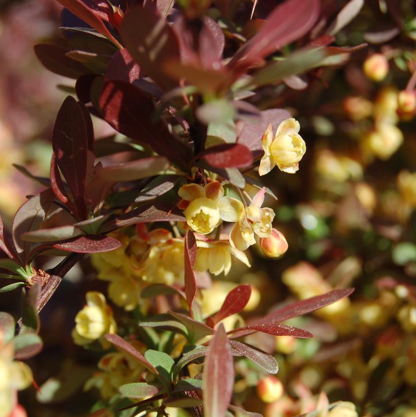 Crimson Pygmy Barberry