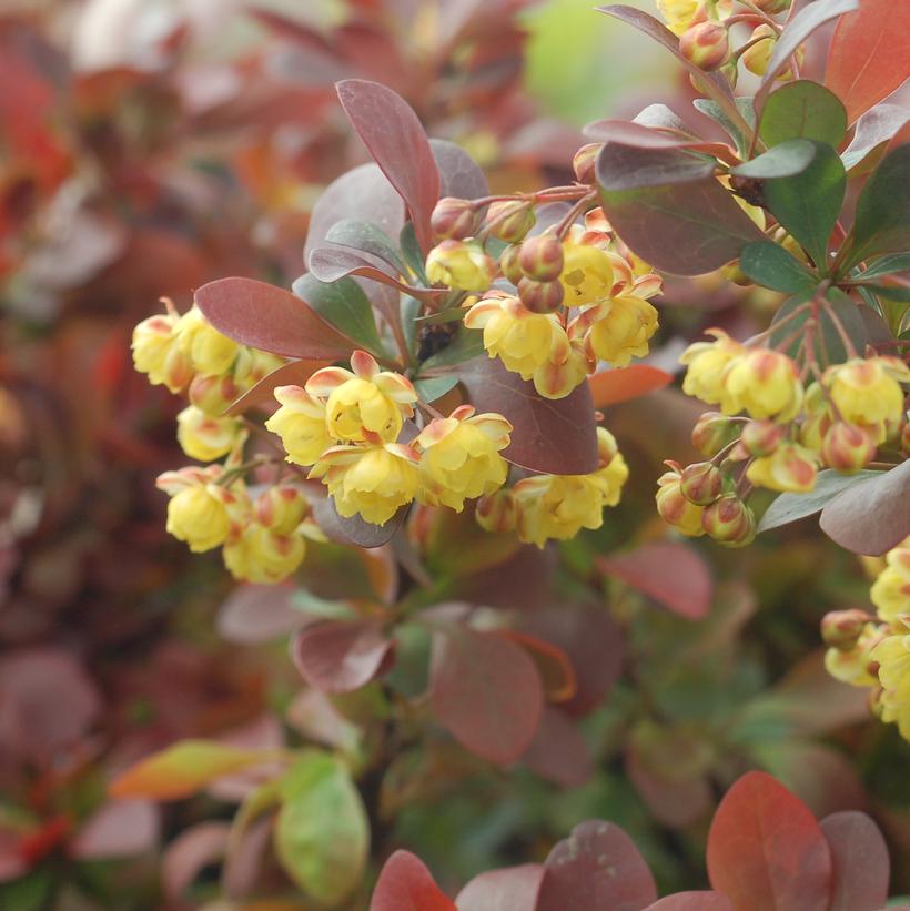 Crimson Ruby Barberry