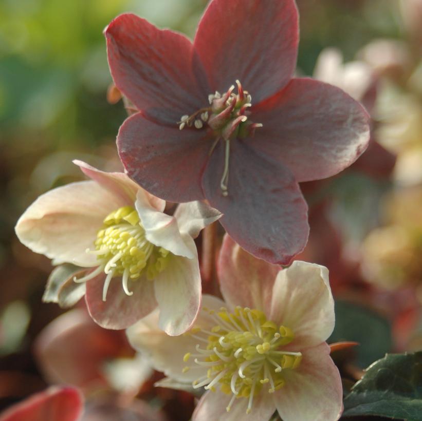 Maestro Hellebore