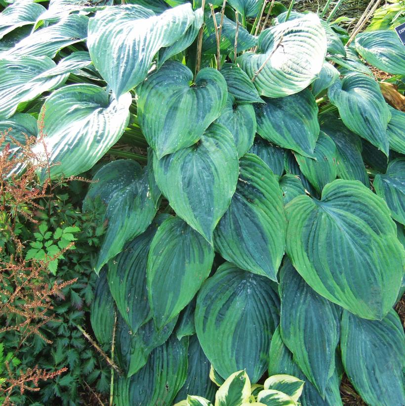 Devil’s Advocate Hosta