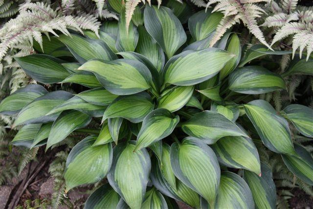 June Spirit Hosta